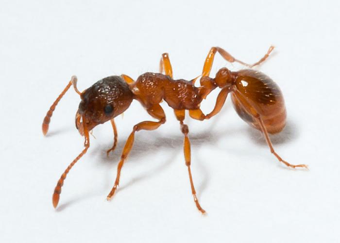 Myrmica ruginodis